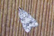 Eudonia lacustrata