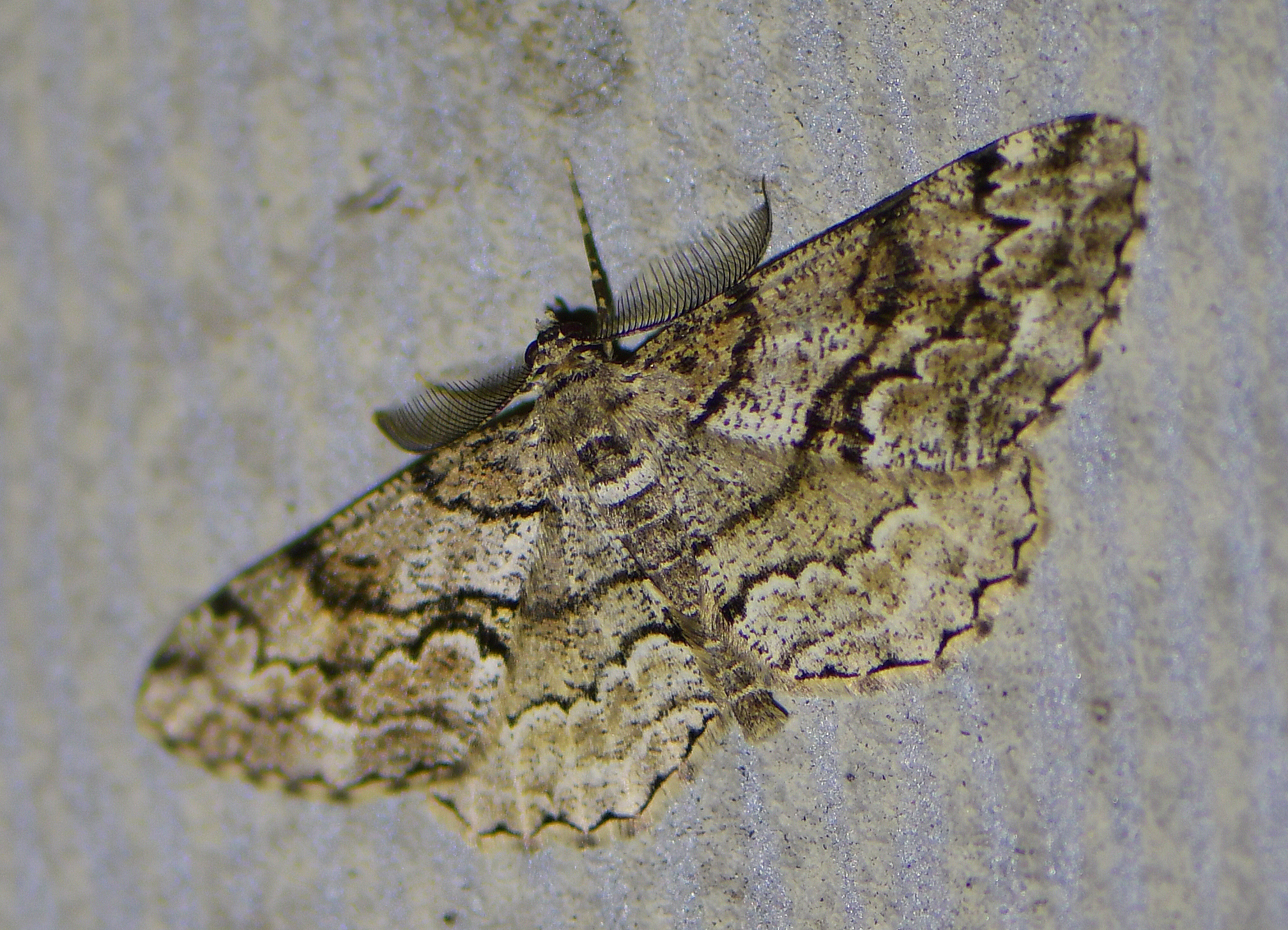 Peribatodes secundaria(♂)