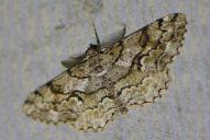 Peribatodes secundaria