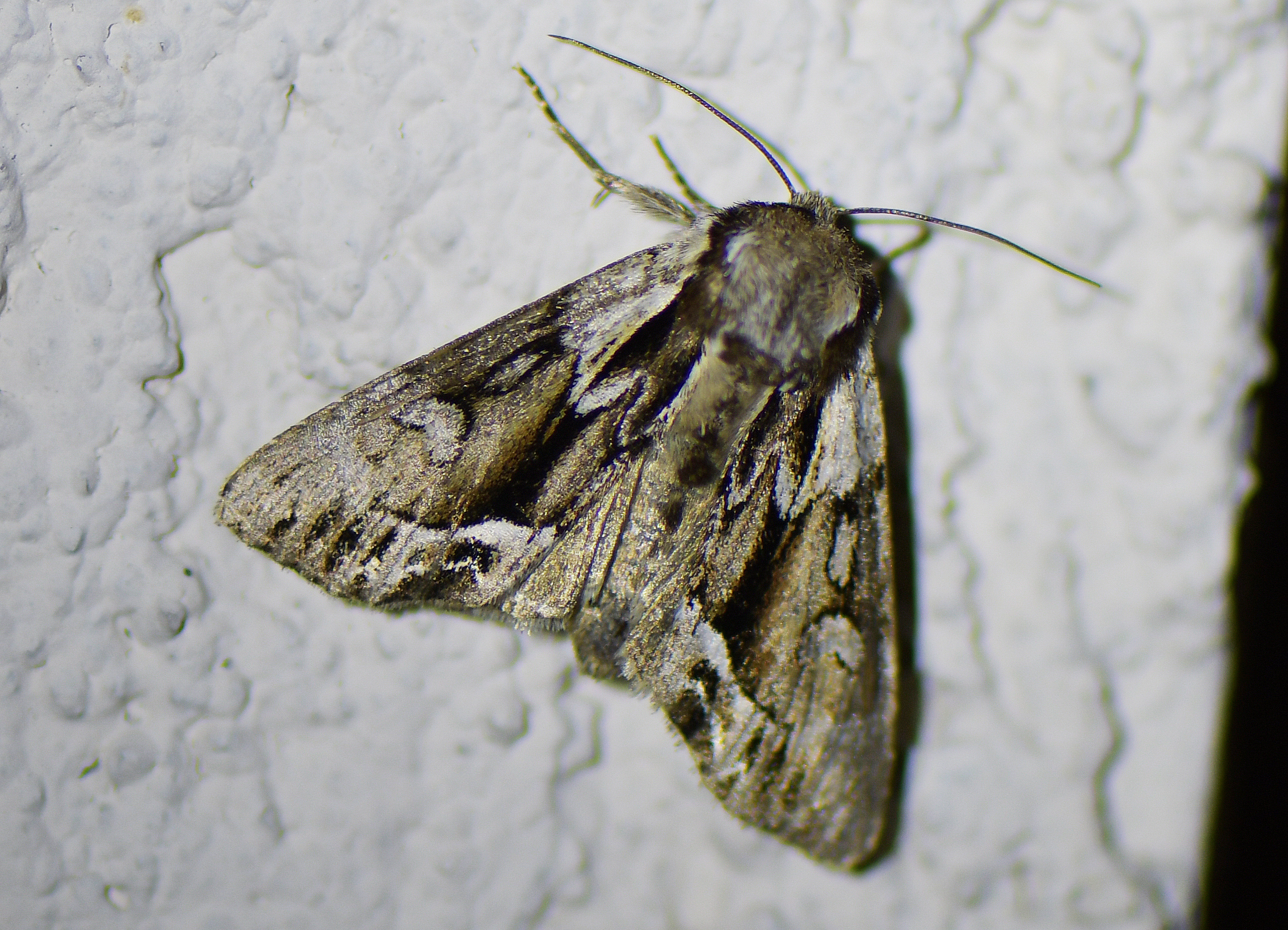 Hyppa rectilinea