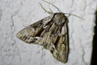 Hyppa rectilinea