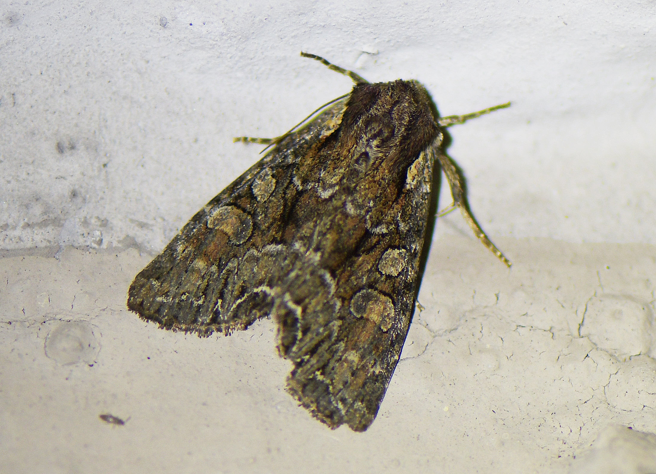 Lacanobia thalassina