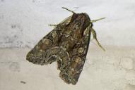 Lacanobia thalassina