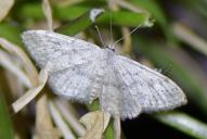 Idaea seriata