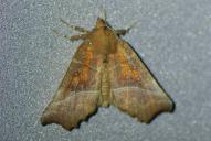 Scoliopteryx libatrix