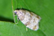 Isotrias rectifasciana