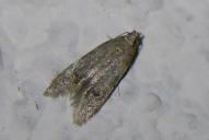 Teleiodes vulgella