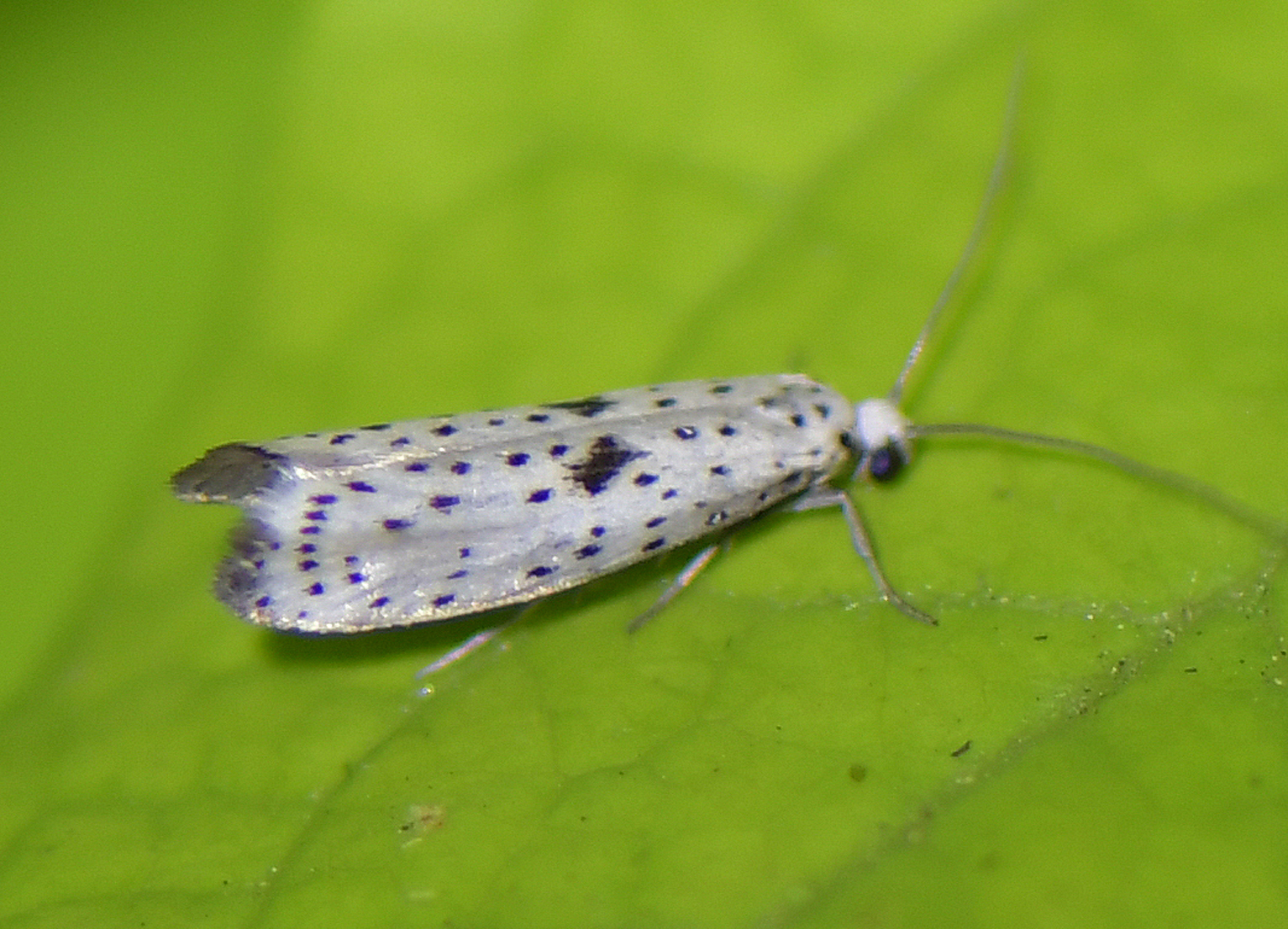 Yponomeuta plumbella