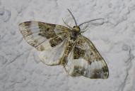 Euphyia unangulata