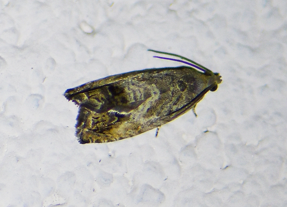 Cydia splendana