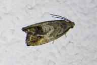 Cydia splendana