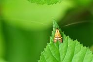 Nemophora degeerella
