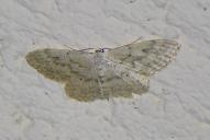 Idaea seriata