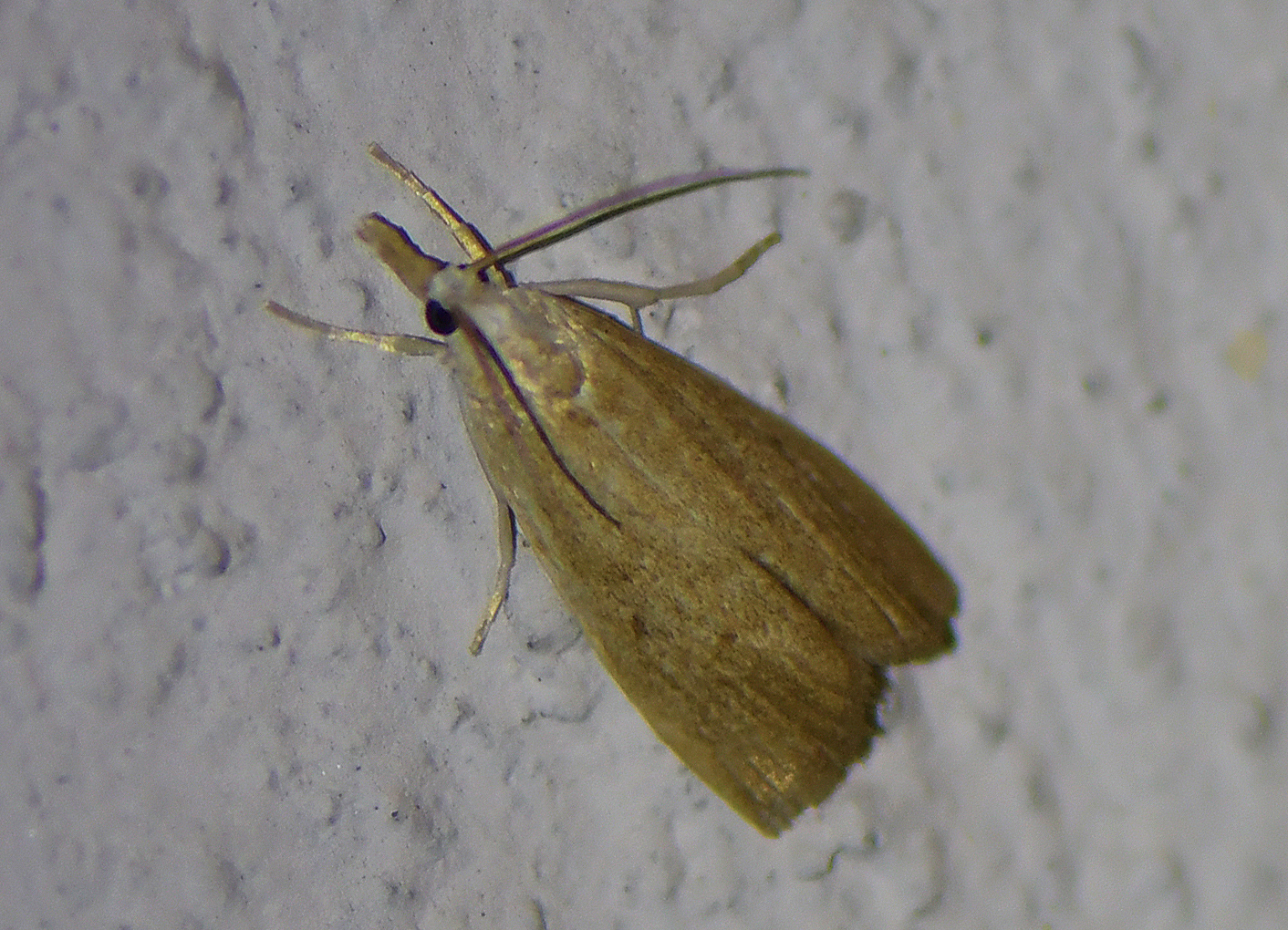 Calamotropha paludella