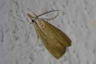 Calamotropha paludella