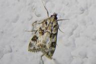 Eudonia delunella