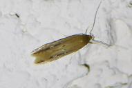 Limnaecia phragmitella