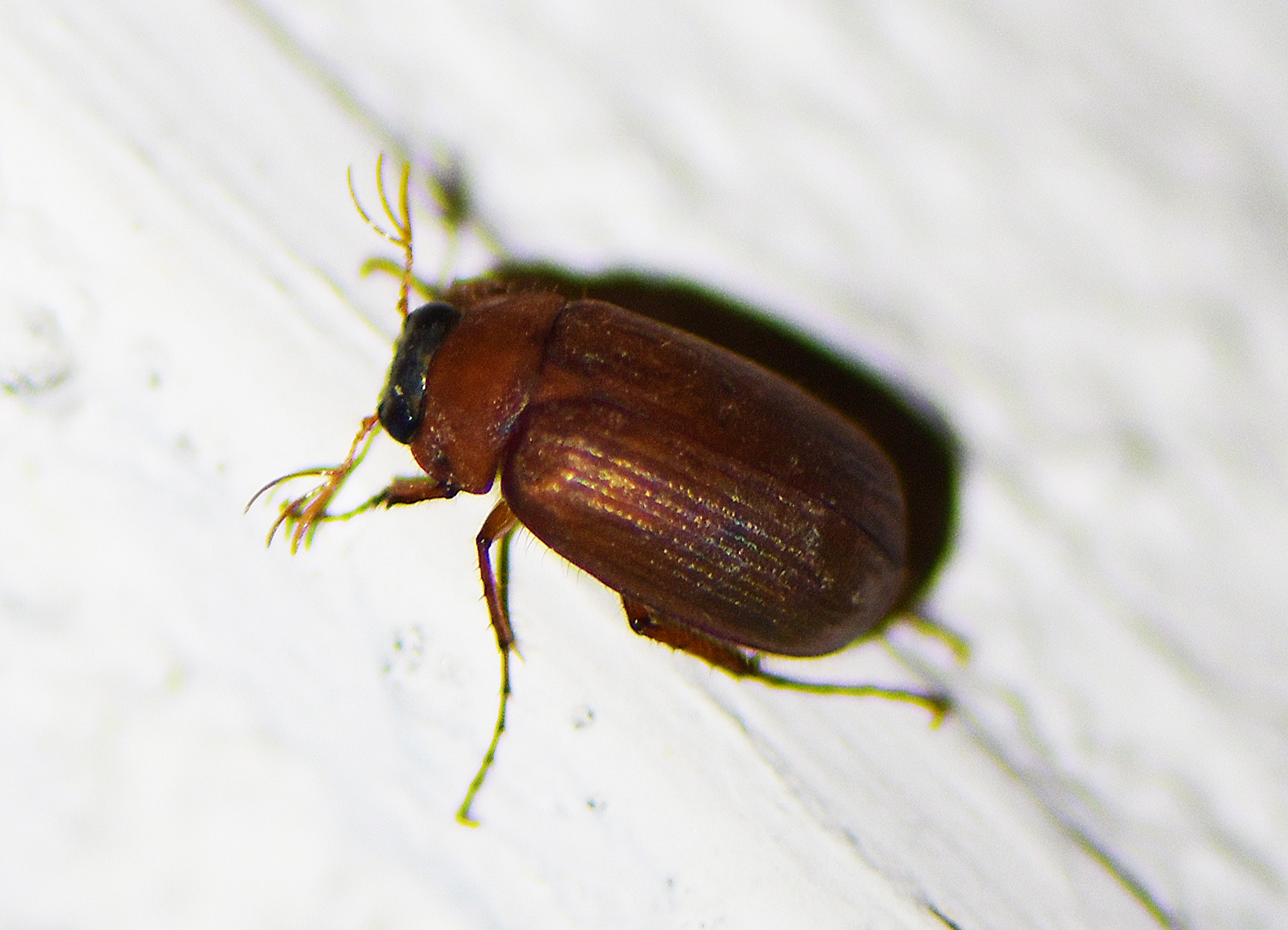 Serica brunnea