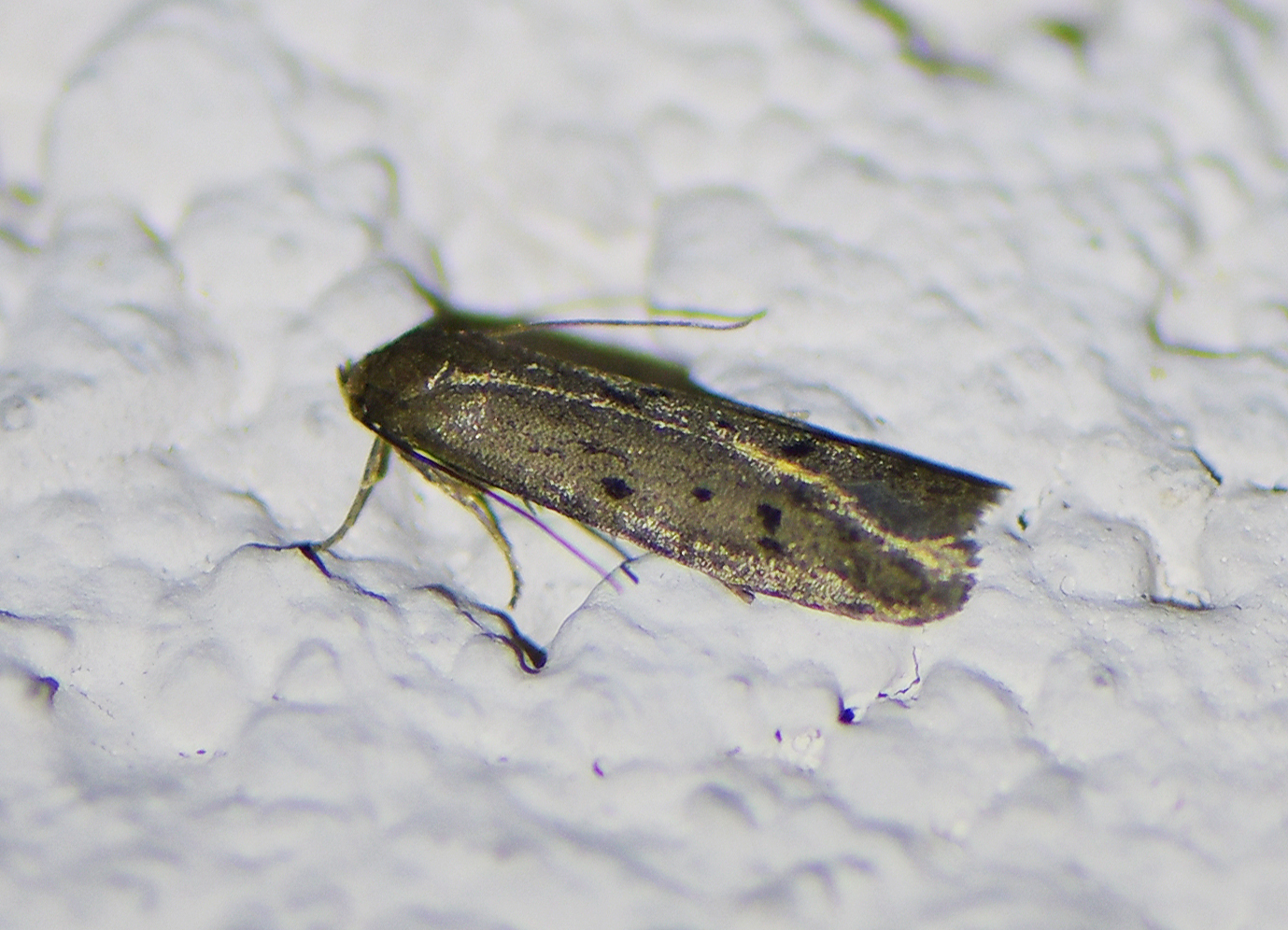 Hypatopa binotella