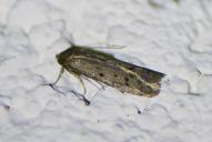 Hypatopa binotella