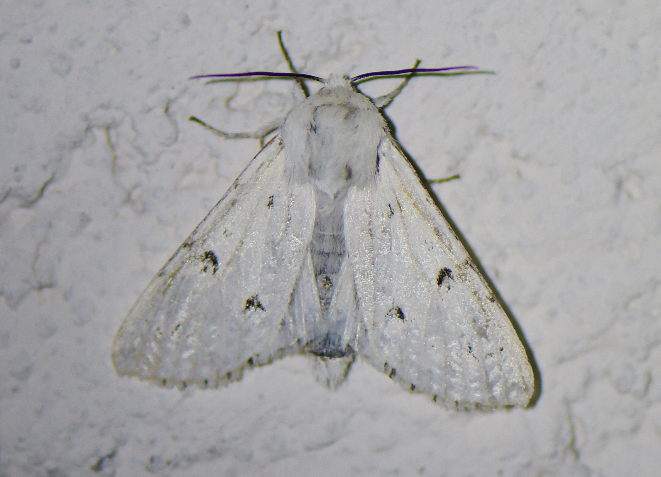 Acronicta leporina