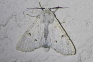 Acronicta leporina