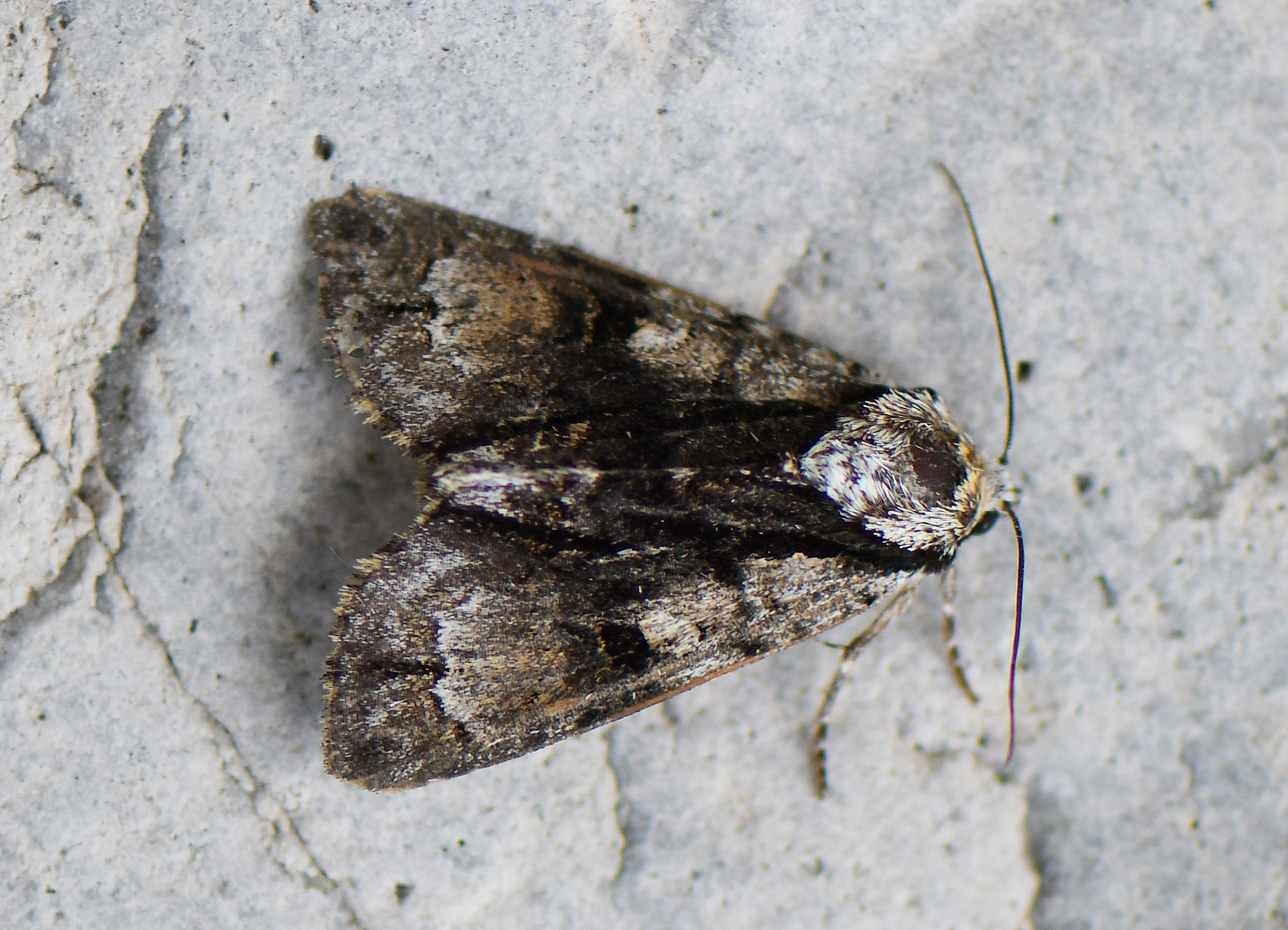 Acronicta alni