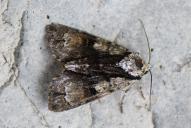 Acronicta alni