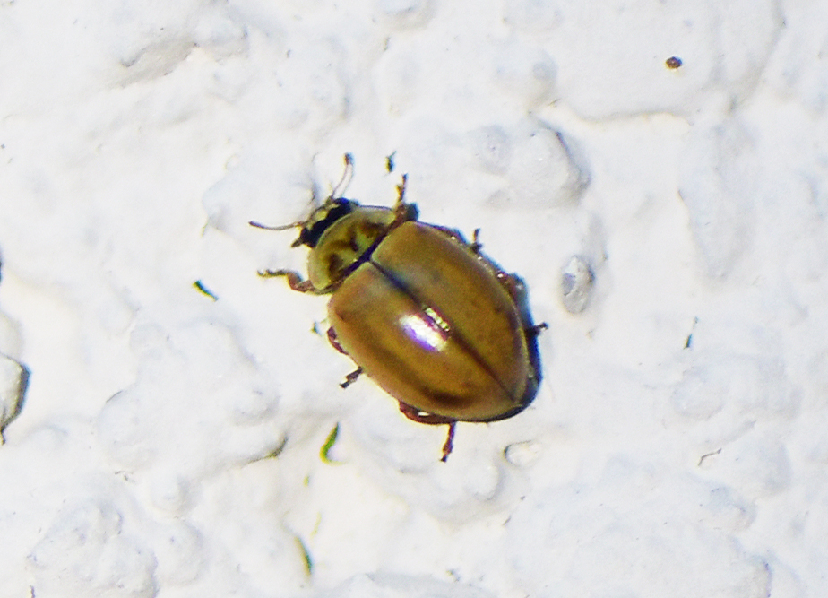 Aphidecta obliterata