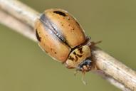 Aphidecta obliterata