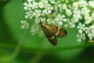 Nemophora degeerella