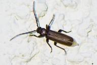 Arhopalus rusticus(sehr klein)
