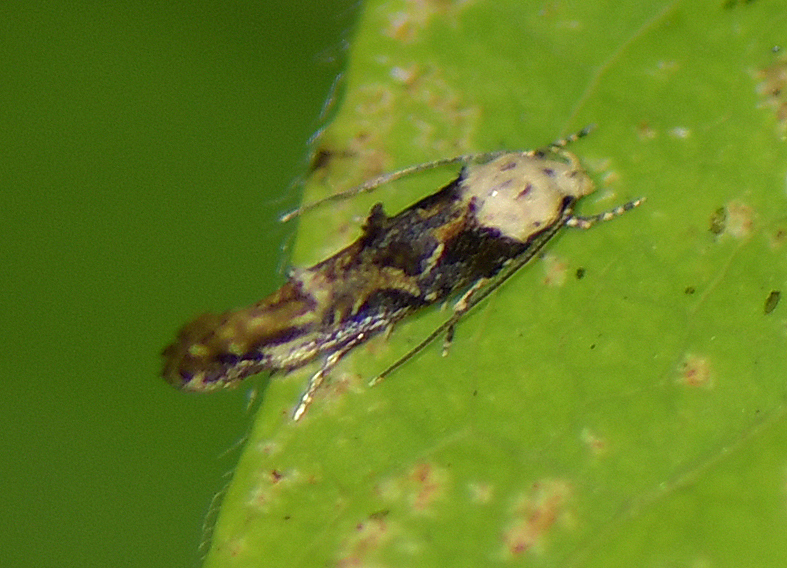 Mompha propinquella