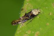 Mompha propinquella