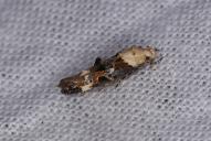 Mompha propinquella