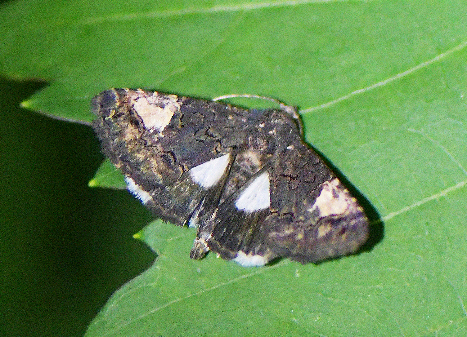 Aedia funesta