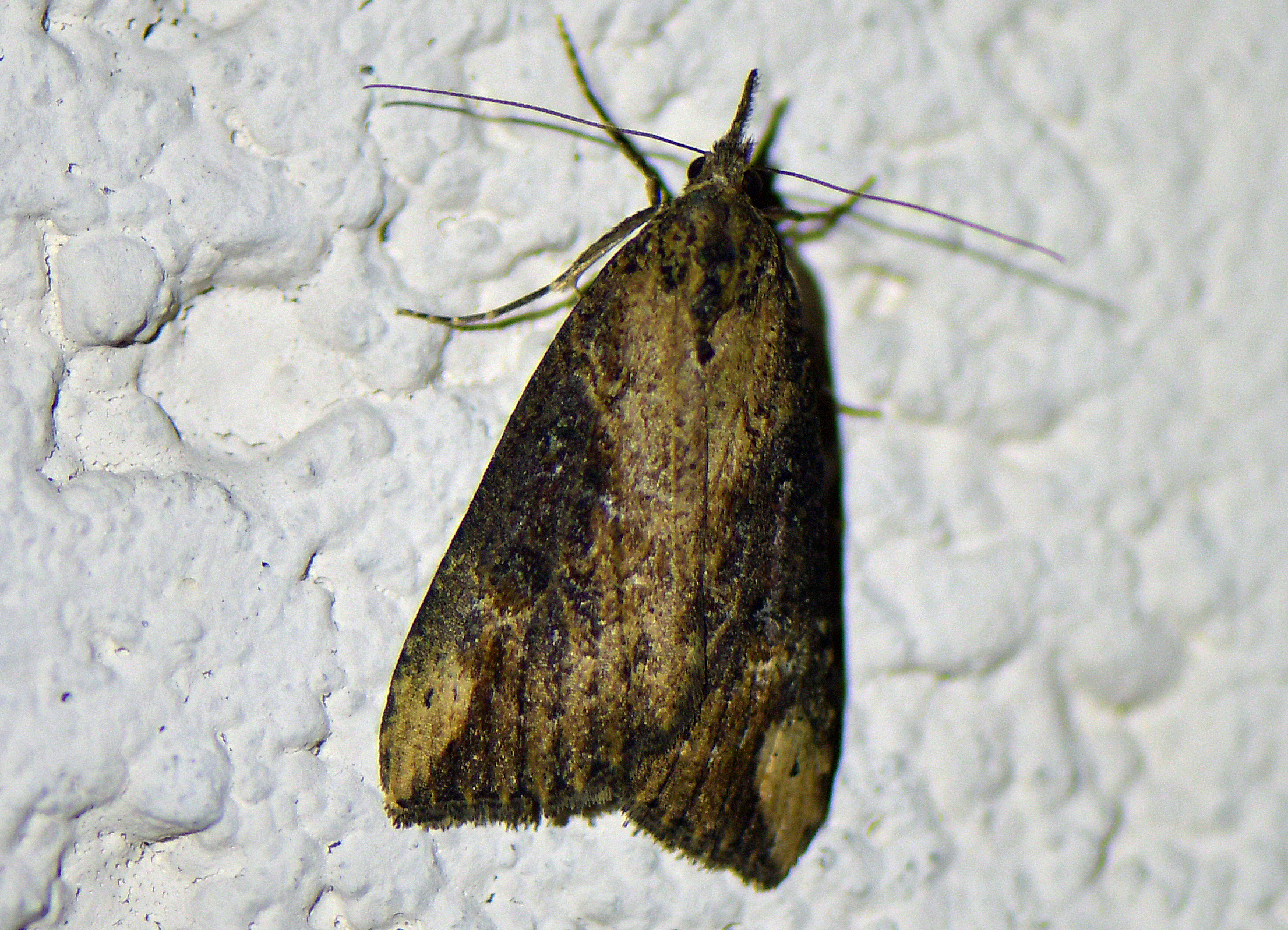 Hypena obesalis