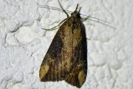 Hypena obesalis