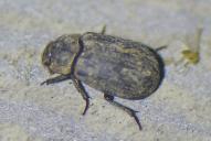 Trox scaber