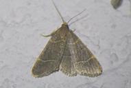 Hypsopygia glaucinalis
