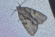 Acronicta strigosa