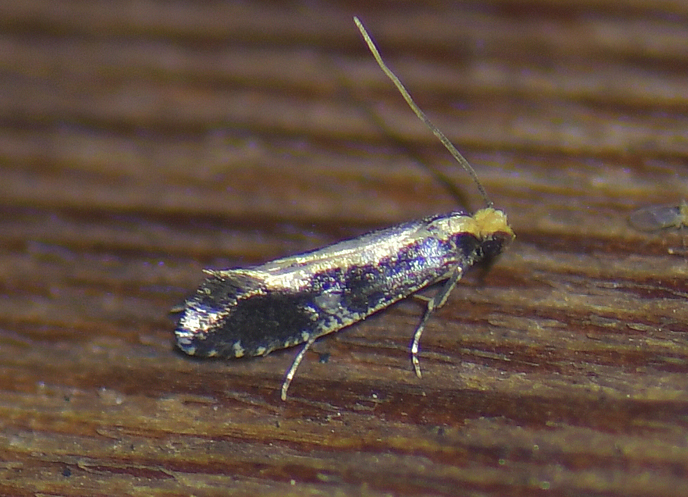 Monopis obviella