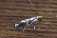 Monopis obviella