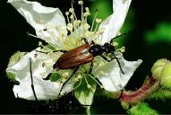 Pseudovadonia livida