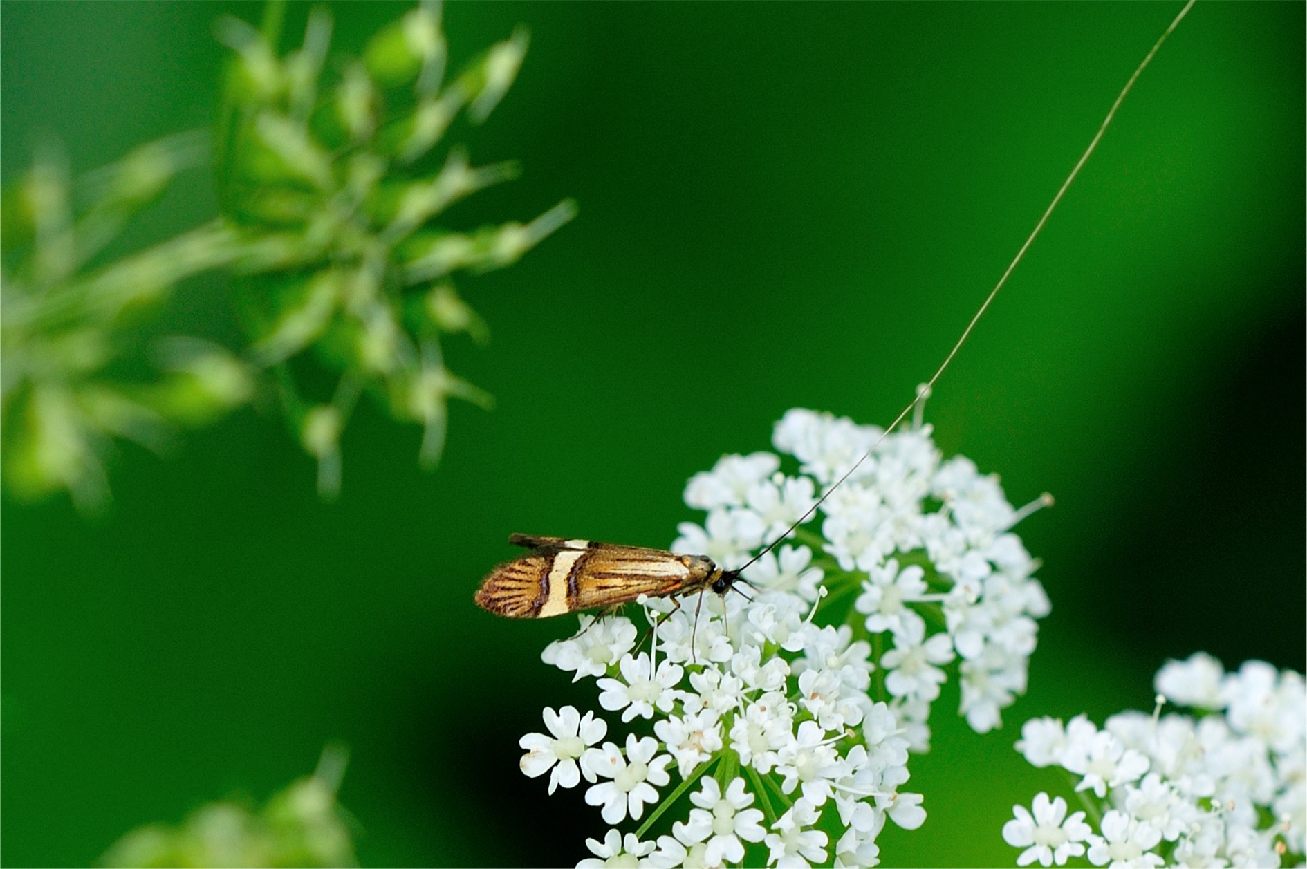 Nemophora degeerella