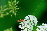 Nemophora degeerella