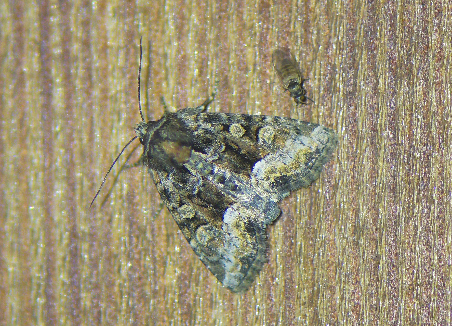 Oligia versicolor(cf)