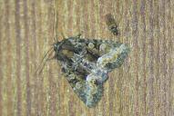 Oligia versicolor