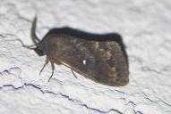 Dendrolimus pini