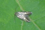 Borkhausenia minutella